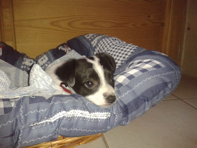 mauvaise haleine de chiot