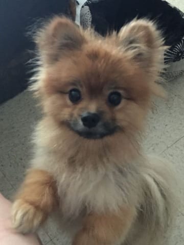 Spitz nain, le choisir?