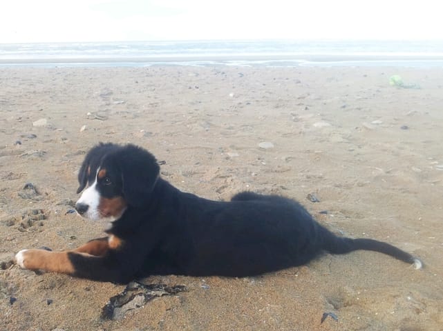 Parler de Bouvier bernois et autres gros chien 