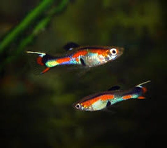 Vend guppy blue japan et endler pures souches certifiés