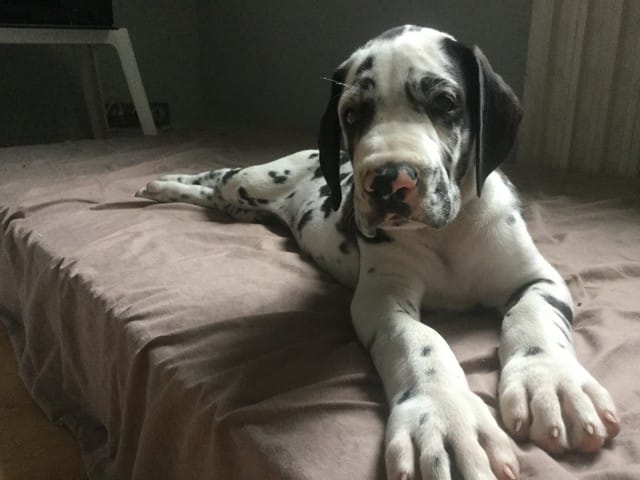 Superbe portée dogue allemand LOF