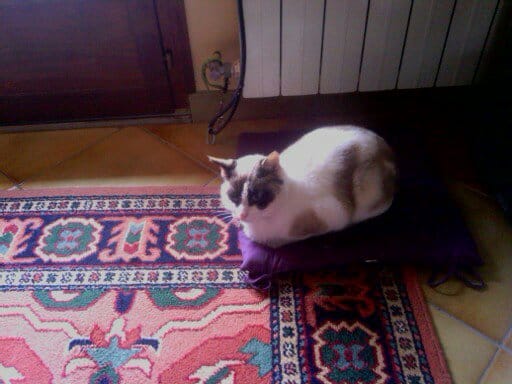 A quelle race appartient cette chatte ??