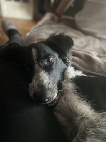 Ma chienne récemment stérilisée n’est plus propre