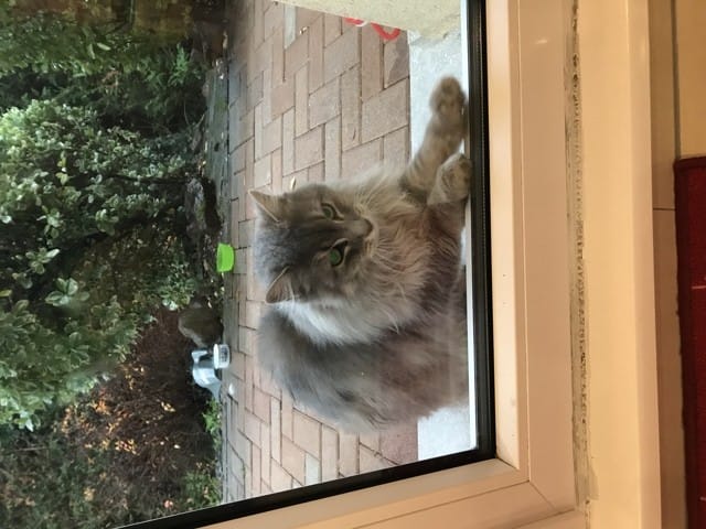 Connaissez vous cette race de chat ?