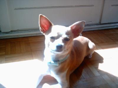Cherche femelle chihuahua pour avoir des chiots