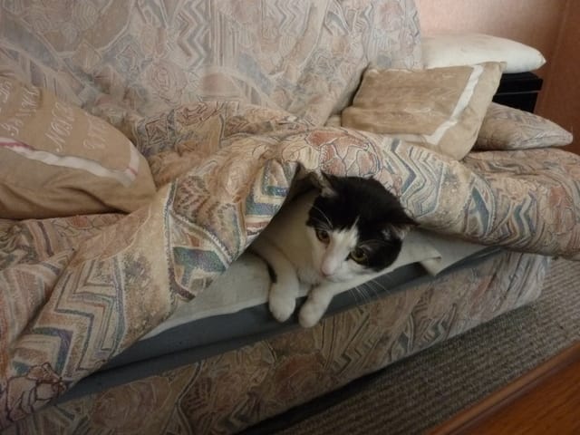 Mon chat est au plus mal
