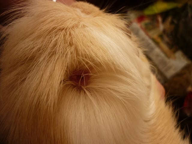 Blessure bizarre, je m'inquiète. Assez urgent
