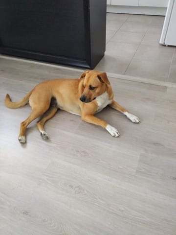 Ma chienne est elle une Staff?