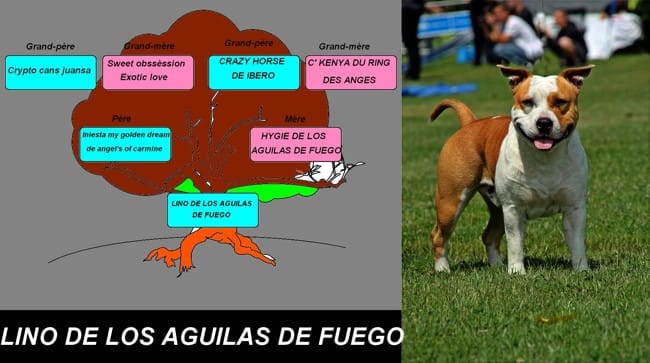 Amstaff dispo pour saillie