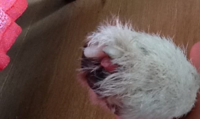 Problème d'ongle suite à une promenade que faire ?