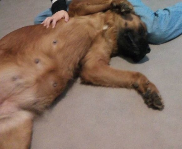 Chienne gestante