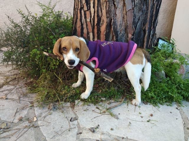 Beagle et froid nuit hivers antibes