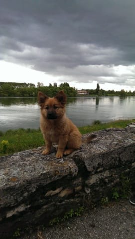 quel est la race de mon chien?