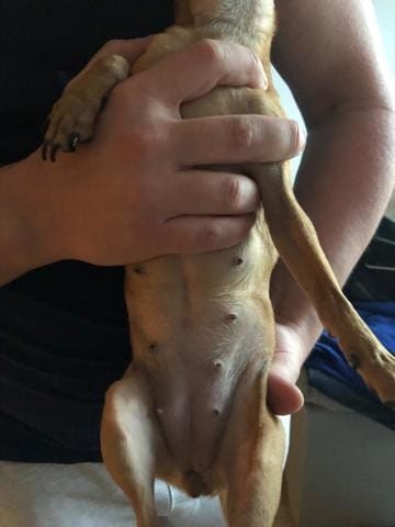 Est ce que mon chihuahua est en gestation?