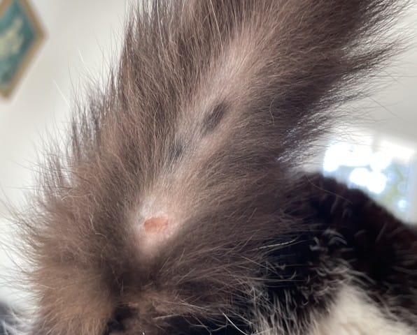 Pourquoi mon chat à ces plaques rouges