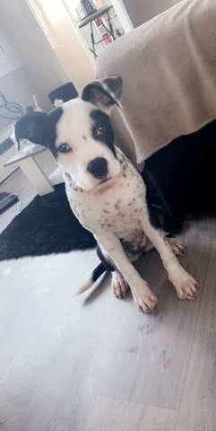 Je ne connais pas la RACE de mon chien