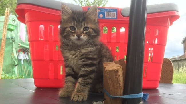 Quel est la race de ce chaton ?