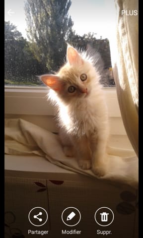 Mon chaton sera poil long ?