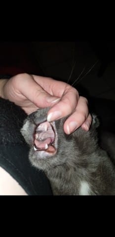 Grosseur buccal chat