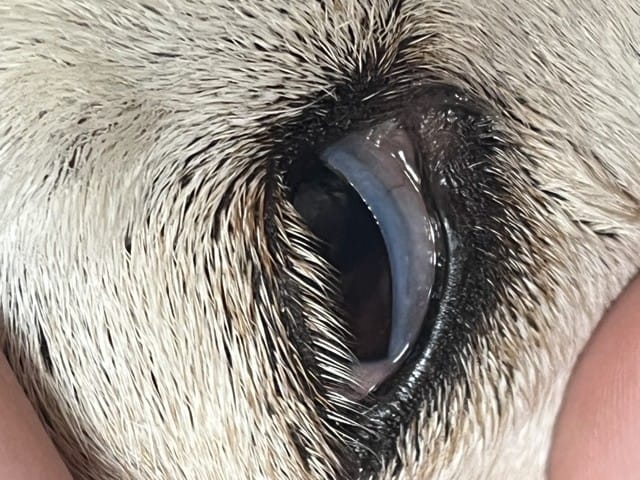 ma chienne a qu’elle chose dans l’œil