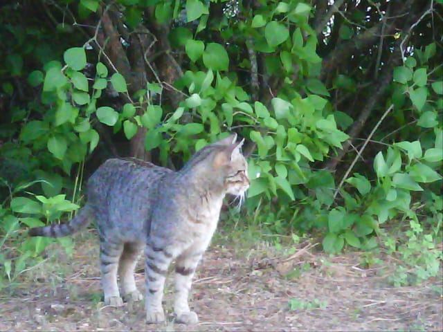 éduquer mon minou