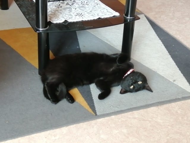 Ma chatte noire ne grossi pas