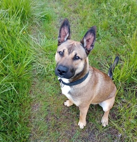 Mon chien grogne et m aboie dessus..