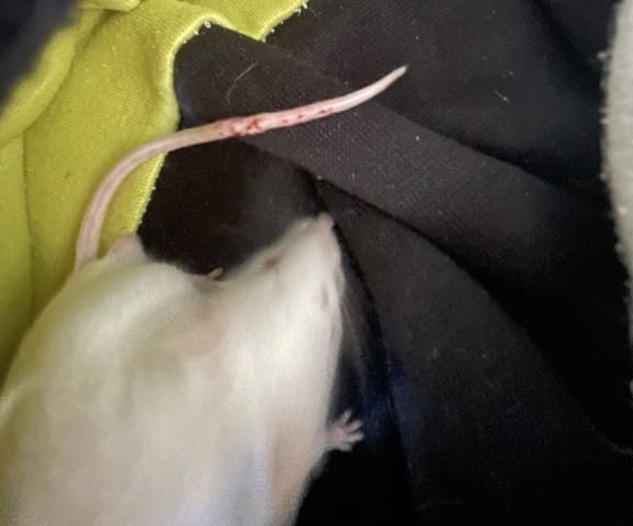 Griffure sur ma souris