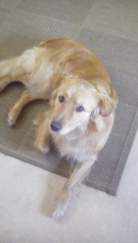Mon chien fait n'importe quoi dans la douche
