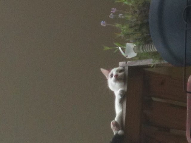 PERDU CHAT DANS LA DROME