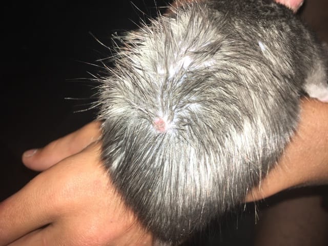 intégrations et croûte sur le dos de mon rat