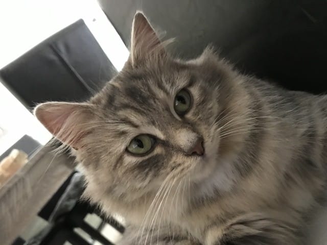 De quelle race est ma chatte ?