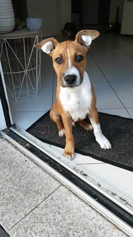 Taille et poid staffie 4 mois