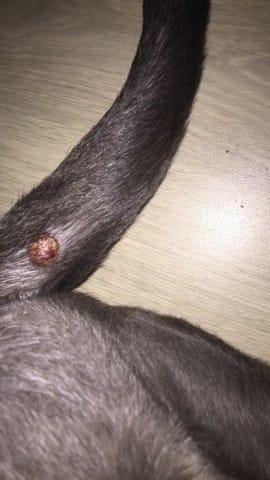 Bouton sur la queue de mon chiot