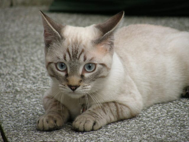 de quelle couleur est mon chaton? 