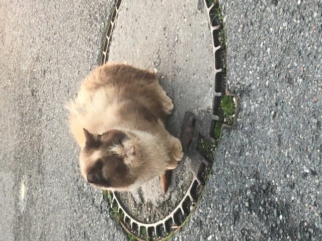 chat trouvé errant dans la rue
