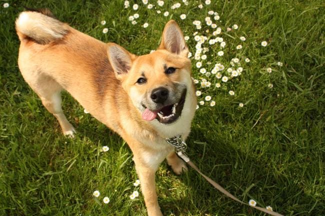 Hachiko mon Shiba inu