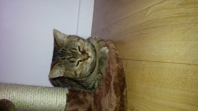 british shorthair être sur 