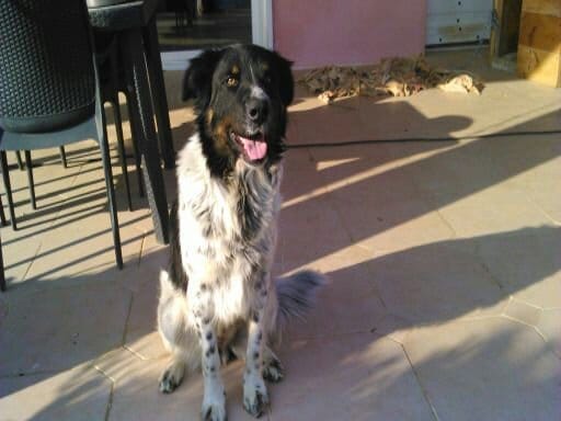 Précision sur la race de ma chienne recueillie