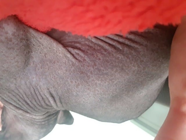 Croûte brune sur la peau de mon sphynx