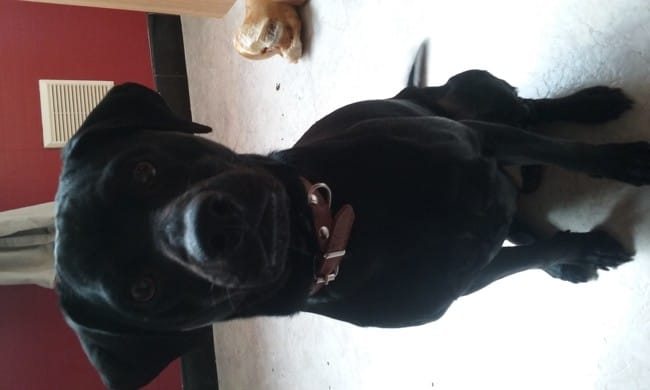 Race de mon chien