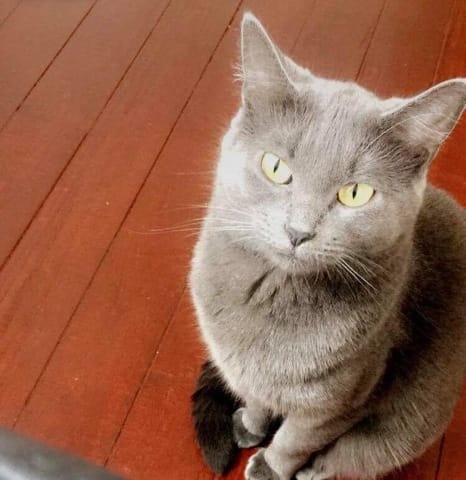 MON CHAT URINE PARTOUT