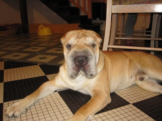 recherche une shapette 