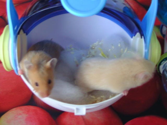 hamsters doré