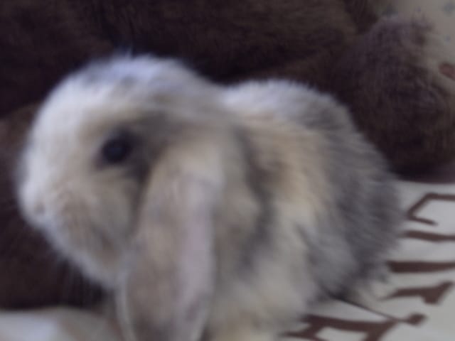 Je peux donner du lait a mon lapin bélier de 1 mois ?