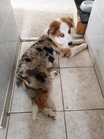 Chiot Berger Australien/Border Collie: poils long ou courts ?