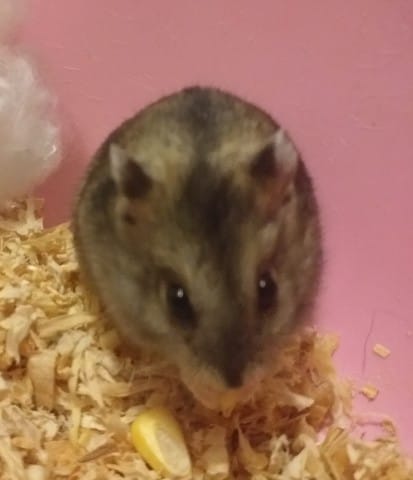 Quel type de hamster russe jai