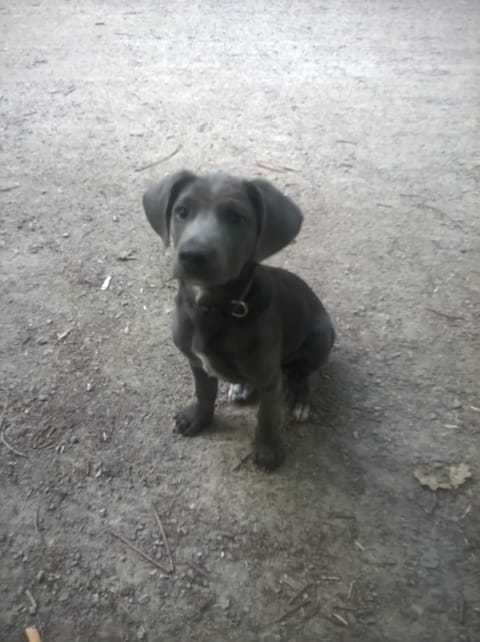 Mon chiot est croisé ? Votre avis s'il vous plait