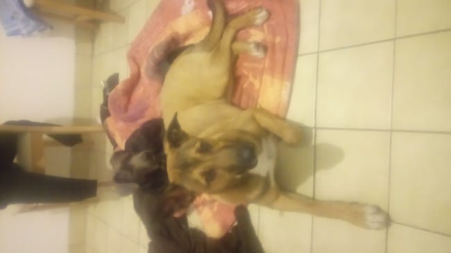 Malinois croisé ???