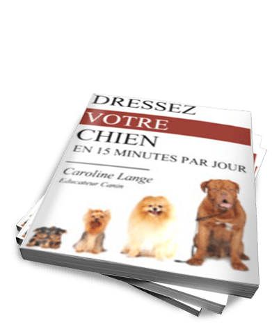 comment corriger les mauvaises habitudes de votre chien?